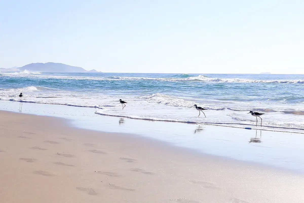 Praia do Campeche, em Florianópolis (SC)